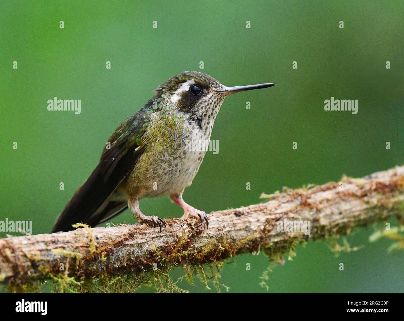 Speckled Hummingbird (Adelomyia melanogenys) in the west Andean slope of Ecuador. Stock Photo
