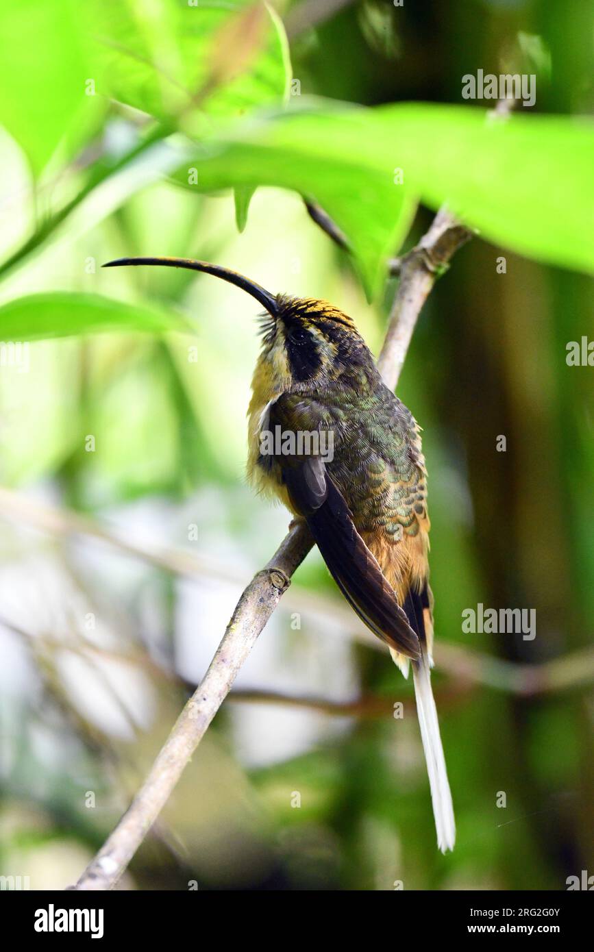 Long-billed Hermit (Phaethornis longirostris) at Paz de las Aves on the west Andean slope of Ecuador. Stock Photo