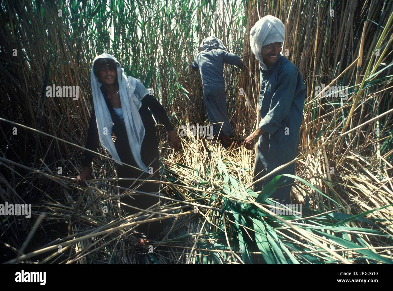 Marsh Arabs Iraq. Marsh Arab men cutting reeds used for building and feeding cattle. Rivers Tigris and Euphrates wetlands, Hammar marshes. Southern Iraq 1980s 1984 HOMER SYKES Stock Photo