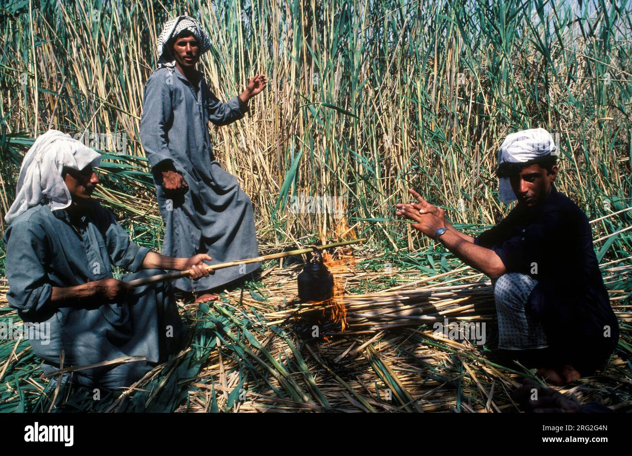 Marsh Arabs Iraq. Marsh Arab cooking over open fire amongst reeds they have been cutting to take back to their village. Rivers Tigris and Euphrates wetlands, Hammar marshes. Southern Iraq 1980s 1984 HOMER SYKES Stock Photo