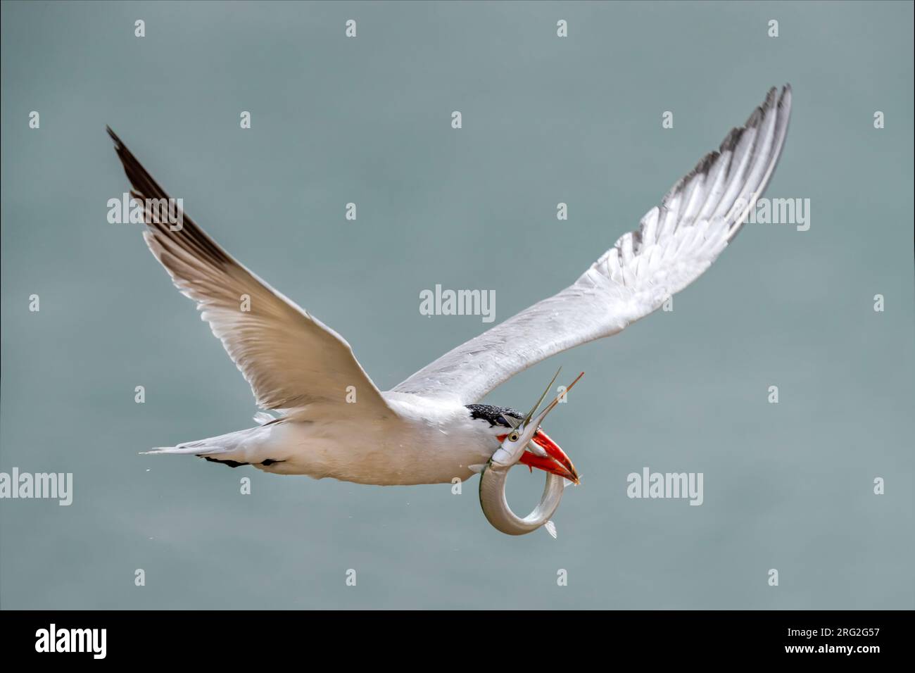 Caspian Tern (Hydroprogne caspia) flying with a fish over the Banc d'Arguin, Mauritania. April 10, 2018. Stock Photo