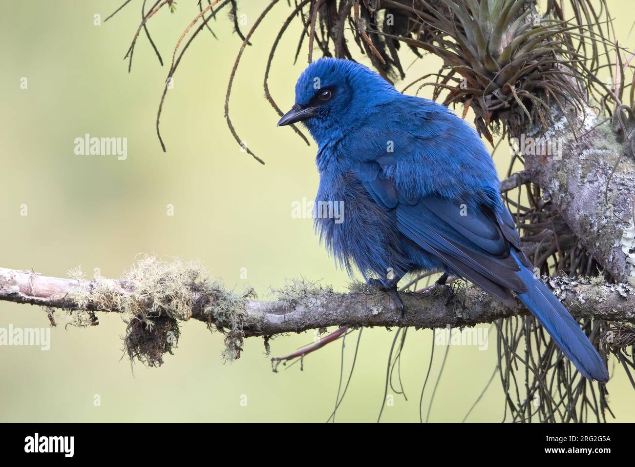 Unicolored Jay (Aphelocoma unicolor) perched on a branch in a cloud forest in Guatemala. It is a cooperative breeder. Stock Photo
