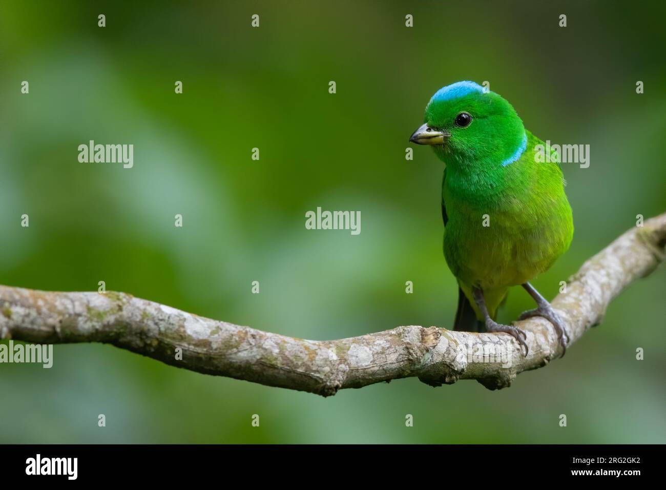 Female Blue-crowned Chlorophonia (Chlorophonia occipitalis) perched on a branch in a montane rainforest in Guatemala. Stock Photo