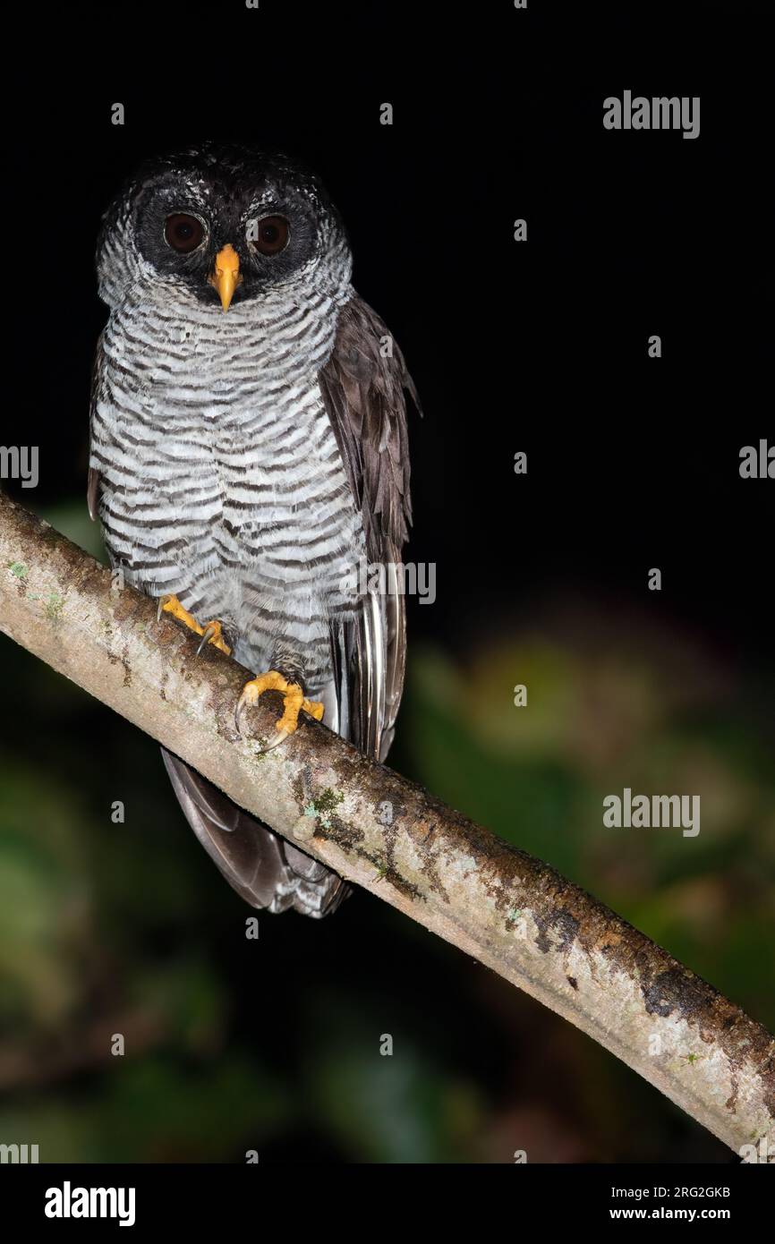 Black-and-white Owl (Strix nigrolineata) perched on a branch in a dark rainforest in Guatemala. Stock Photo