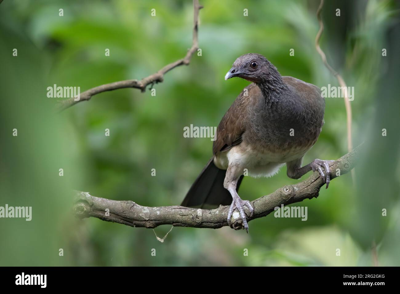 White-bellied Chachalaca (Ortalis leucogastra) perched on a branch in a rainforest in Guatemala. Stock Photo