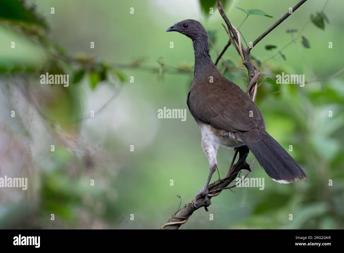 White-bellied Chachalaca (Ortalis leucogastra) perched on a branch in a rainforest in Guatemala. Stock Photo