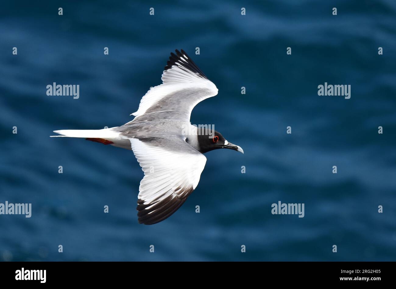Adult Swallow-tailed Gull (Creagrus furcatus) on the Galapagos islands. Flying above the ocean. Stock Photo