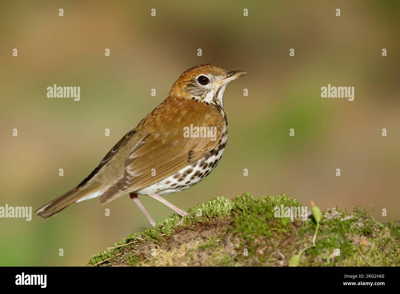 Adult Wood Thrush (Hylocichla mustelina) during spring migration at Galveston County, Texas, USA. Stock Photo