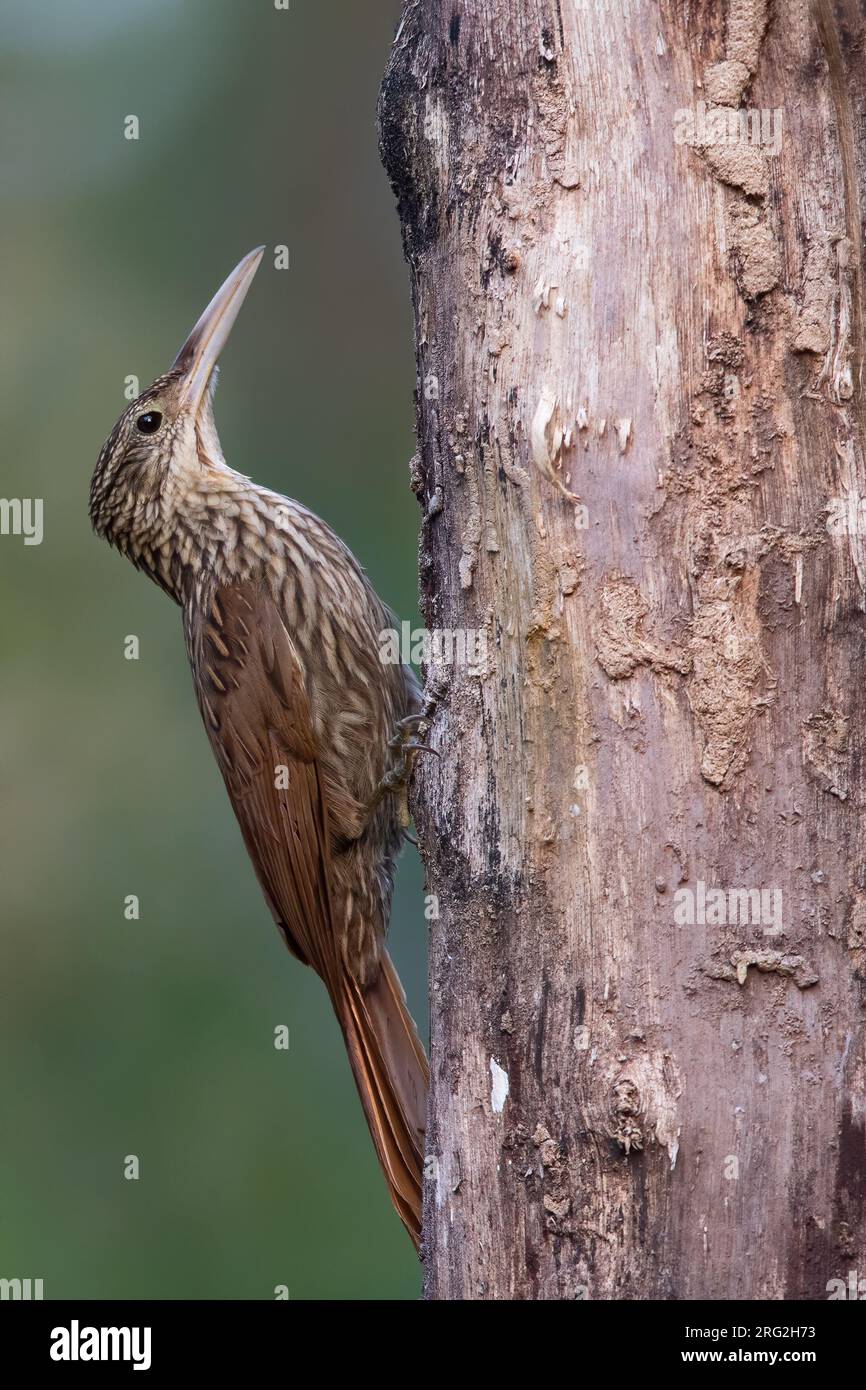 Ivory-billed Woodcreeper (Xiphorhynchus flavigaster) perched on a side of a tree in a rainforest in Guatemala. Stock Photo