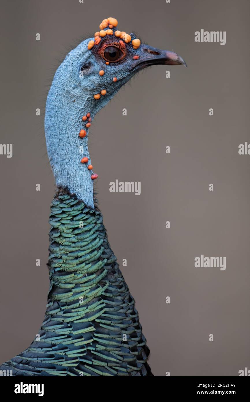 Stunning Ocellated Turkey (Meleagris ocellata) walking on the ground in a lowland rainforest in the Yucatán Peninsula near Tikal in Guatemala. Stock Photo