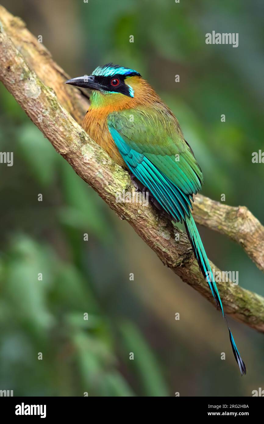Blue-diademed Motmot (Momotus lessonii) perched on a branch in a rainforest in Guatemala. Also known as Lesson's motmot. Stock Photo