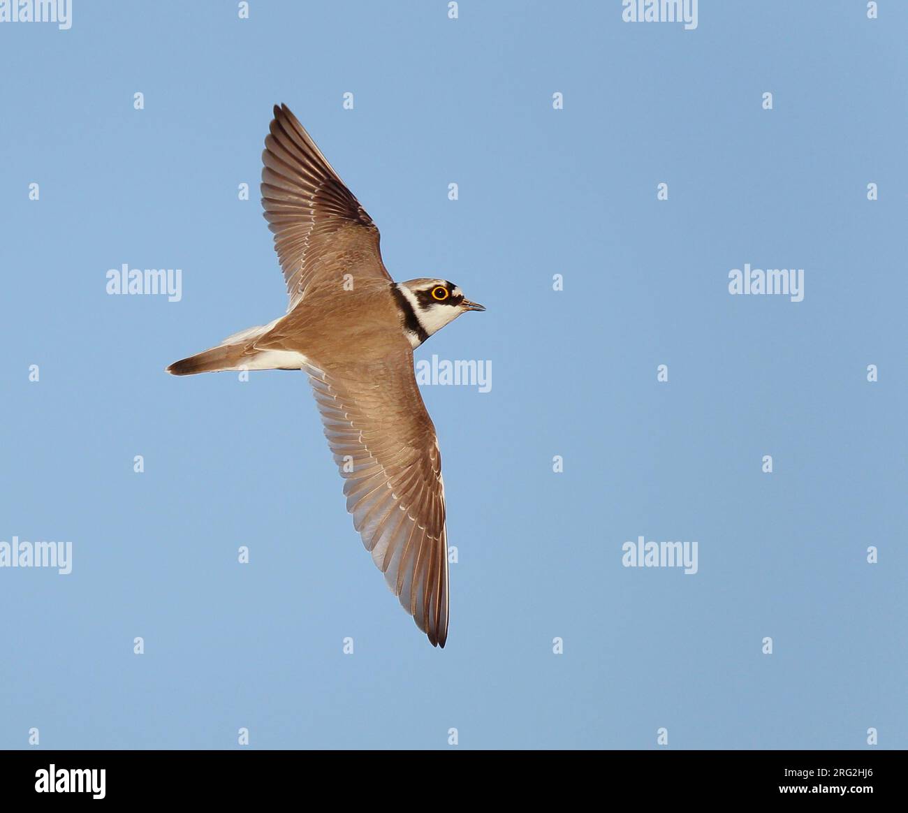Adult Little Ringed Plover (Charadrius dubius) in flight in the ...