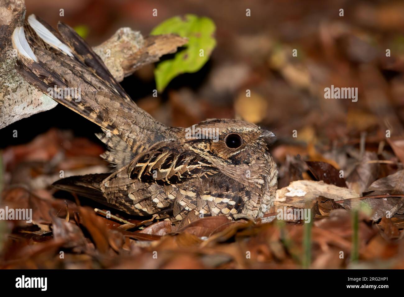 Common Pauraque (Nyctidromus albicollis) resting on the ground in a tropical forest in Guatemala. Stock Photo