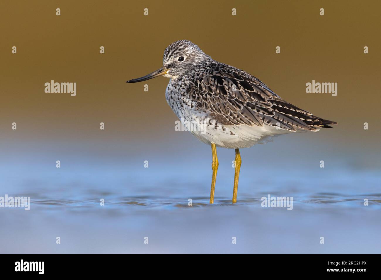Common Greenshank (Tringa nebularia) standing in shallow freshwater pool during spring migration in Italy. Stock Photo