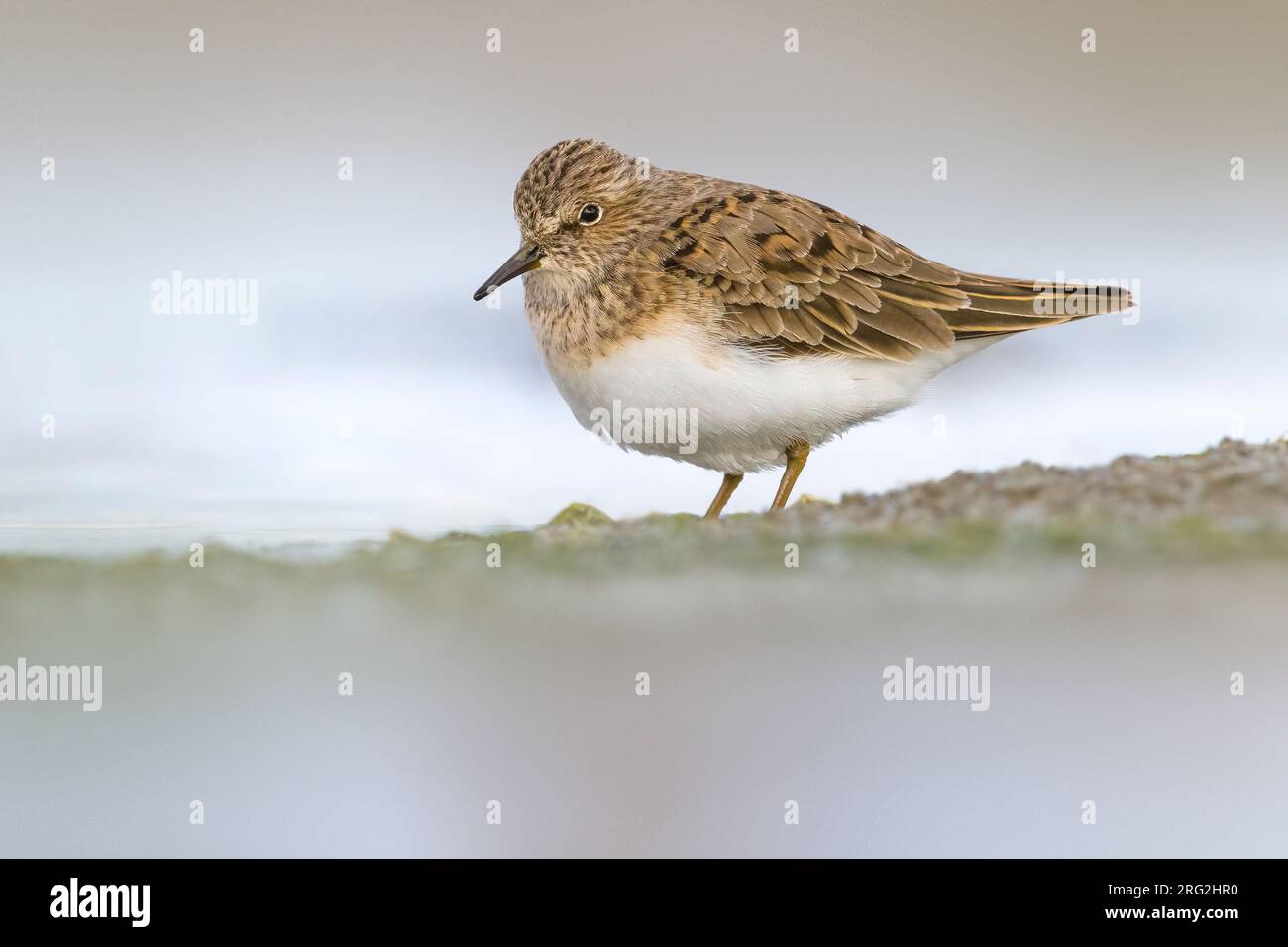 Temminck's Stint, Calidris temminckii, standing in shallow water in Italy. Stock Photo