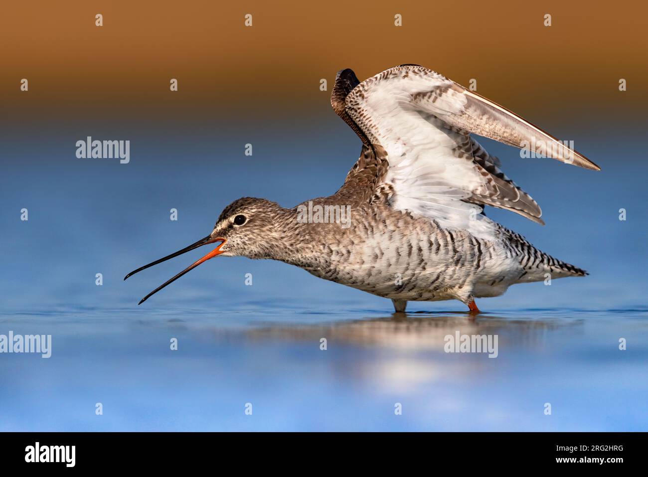 Spotted Redshank, Tringa erythropus, in Italy. Standing in shallow water. Stock Photo