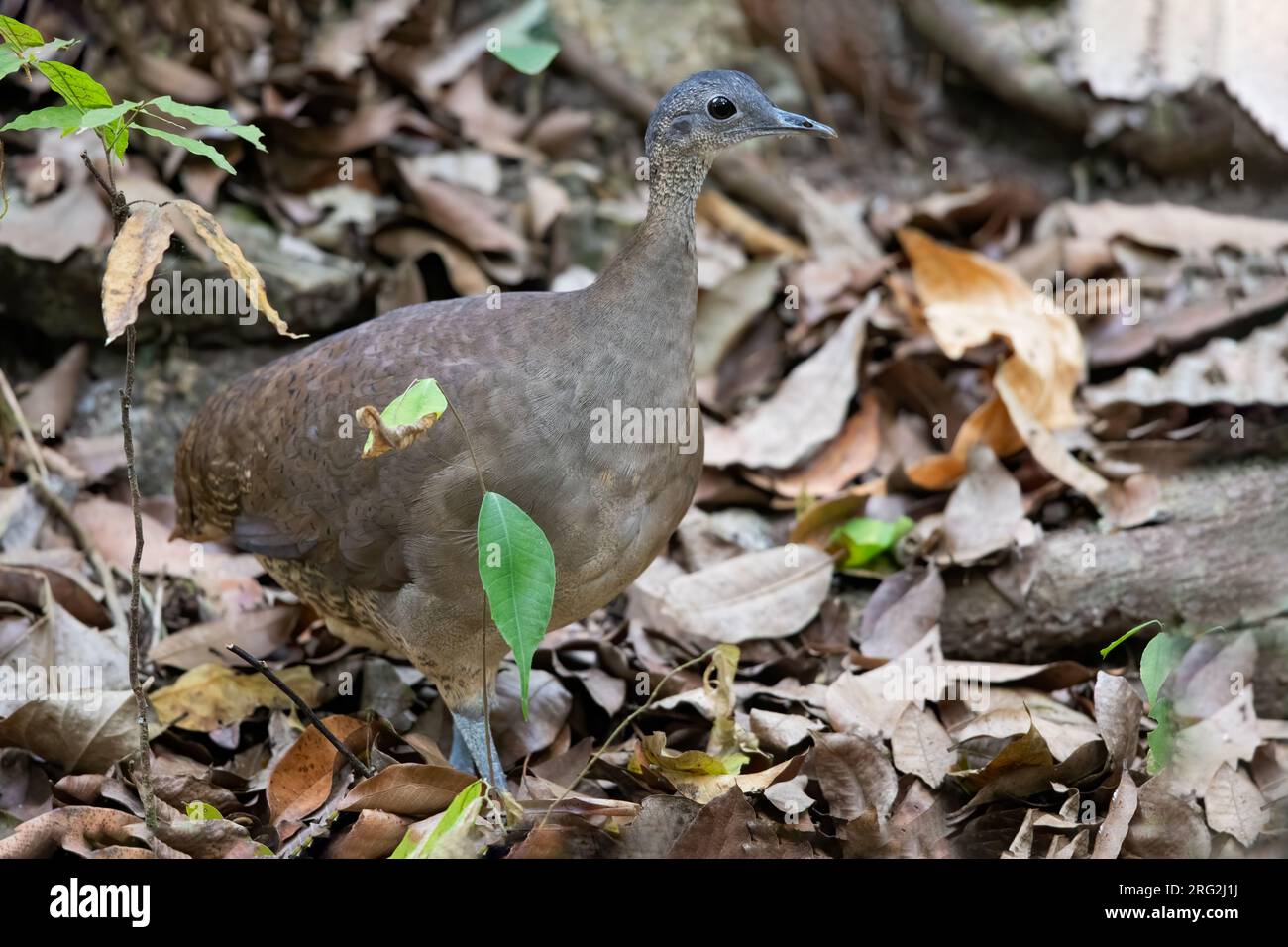 Great Tinamou (Tinamus major) on th ground in a rainforest in Guatemala. Subspecies percautus or robustus. Stock Photo