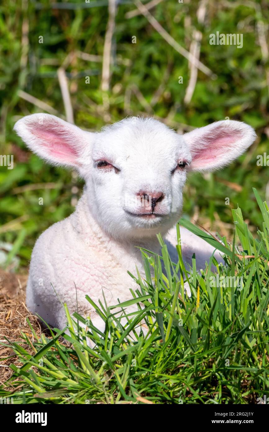 Sheep; Ovis Orientalis Aries. Llittle lamb in the field, enjoying the nice wheather. Portrait format. Stock Photo