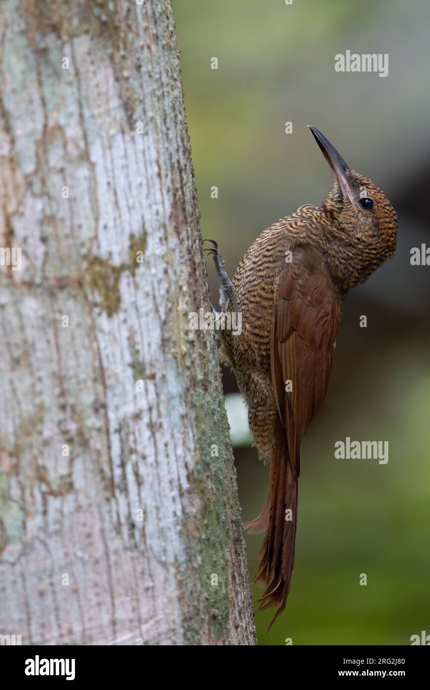 Northern Barred Woodcreeper (Dendrocolaptes sanctithomae)  perched on a side of a tree in a tropical rainforest in Guatemala. Stock Photo