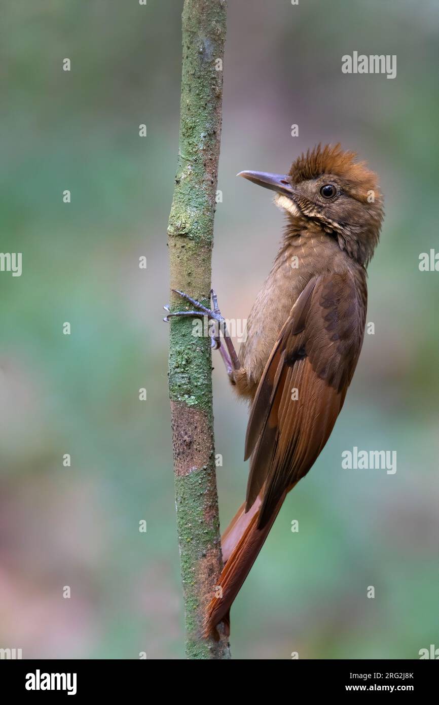 Tawny-winged Woodcreeper (Dendrocincla anabatina) perched on a branch in a rainforest in Guatemala. Stock Photo
