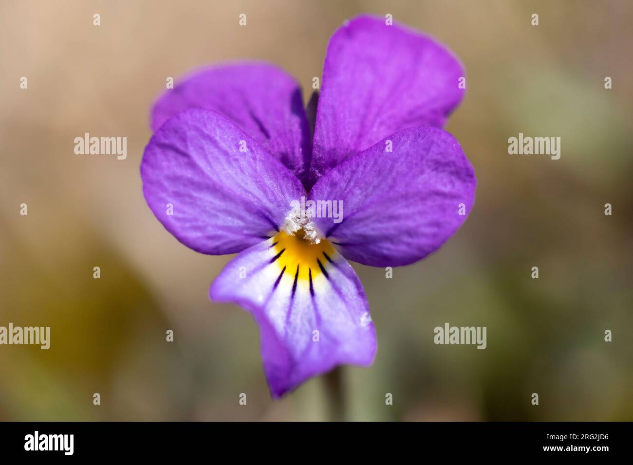 Duinviooltje, Dune Pansy, Viola tricolor subsp. curtisii Stock Photo