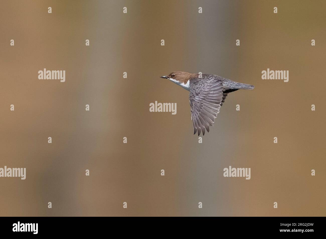 Adult Red-bellied Dipper (Cinclus cinclus aquaticus) flying over a lake near Trois-ponts, Namur, Belgium. Stock Photo