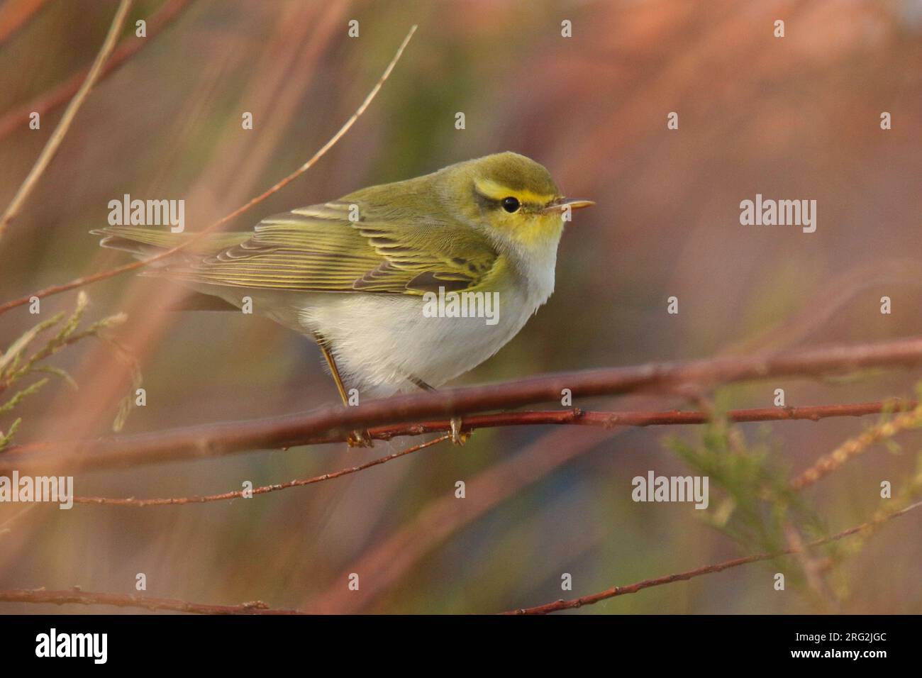 Wood Warbler (Phylloscopus sibilatrix) perched on a branch, with a green and red background, in Brittany, France. Stock Photo