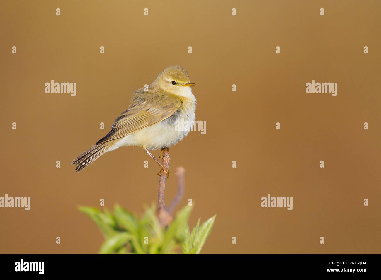 Spring Willow Warbler (Phylloscopus trochilus) in Berkheide, Katwijk, Netherlands. Stock Photo