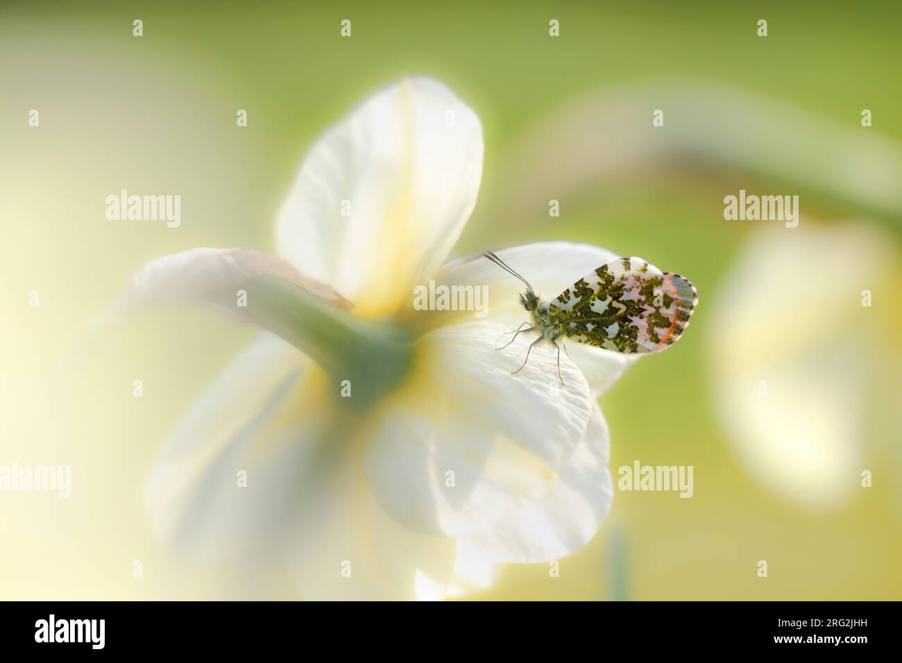 Tip Insect Insects netherlands male hi-res stock photography and images - Alamy