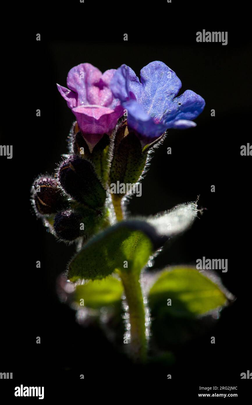 Common Lungwort flowers Stock Photo