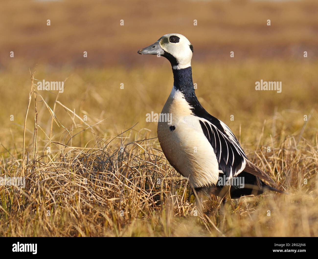 Adult Steller's Eider (Polysticta stelleri) at the breeding area during arctic spring in Alaska, United States. Standing in tall grass. Stock Photo