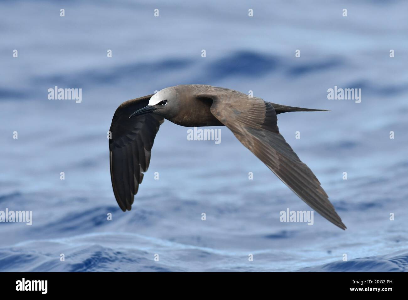 Brown Noddy (Anous stolidus stolidus) off St Helena island in the southern Atlantic Ocean. Stock Photo