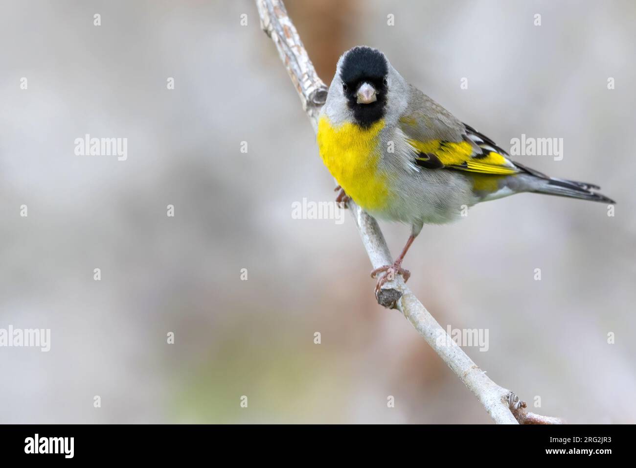 Adult Lawrence's Goldfinch (Spinus lawrencei) in North-America. Stock Photo