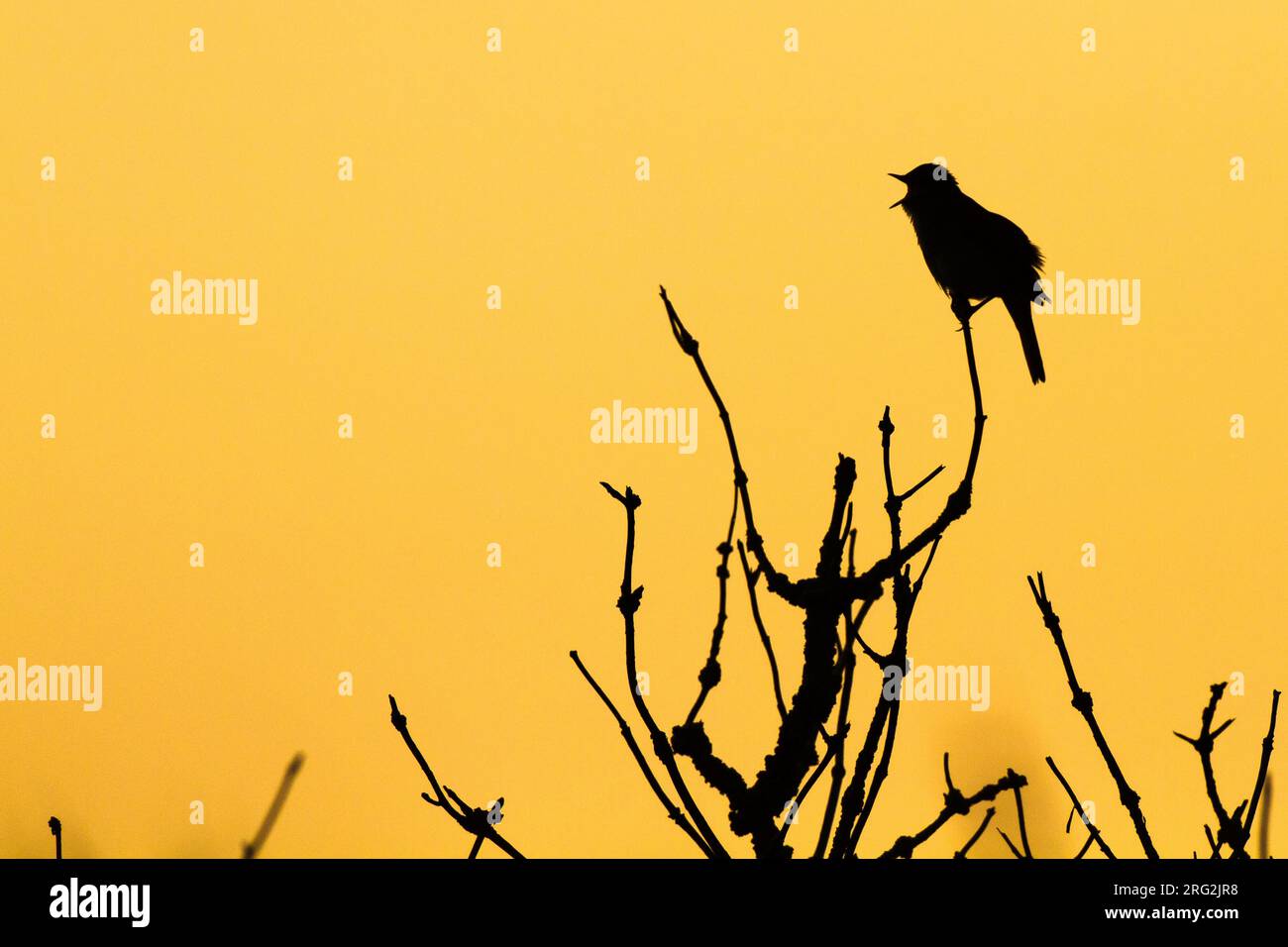 Common Nightingale, Luscinia megarhynchos singing in vegitation in the dunes in spring Stock Photo