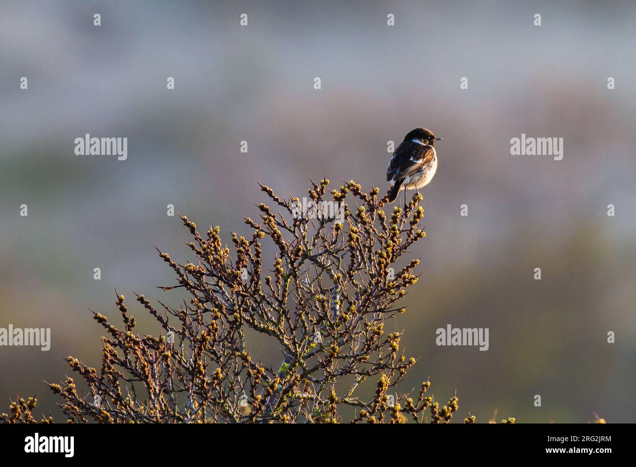 Roodborsttapuit, European Stonechat, Saxicola rubicola male perched on top of sea thorn in backlight Stock Photo