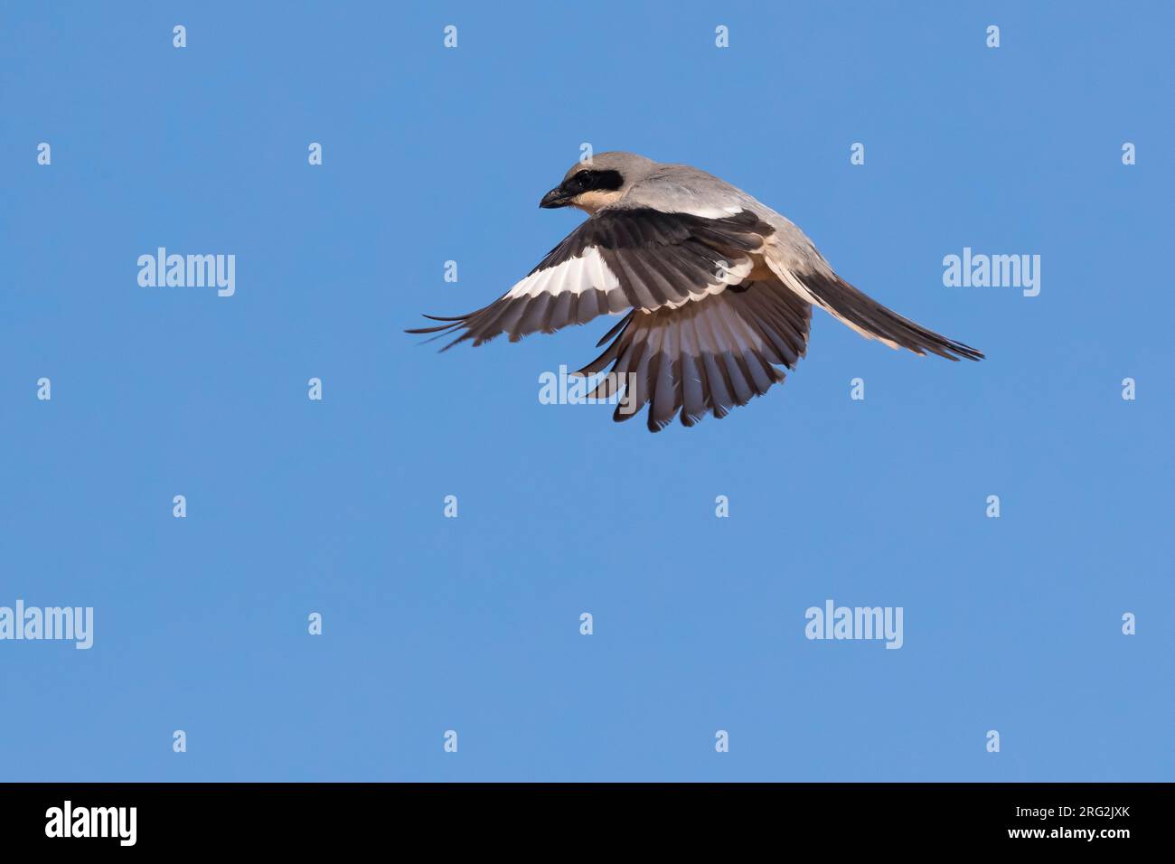 Southern Grey Shrile Lanius Meridionalis Algeriensis Adult In Flight 