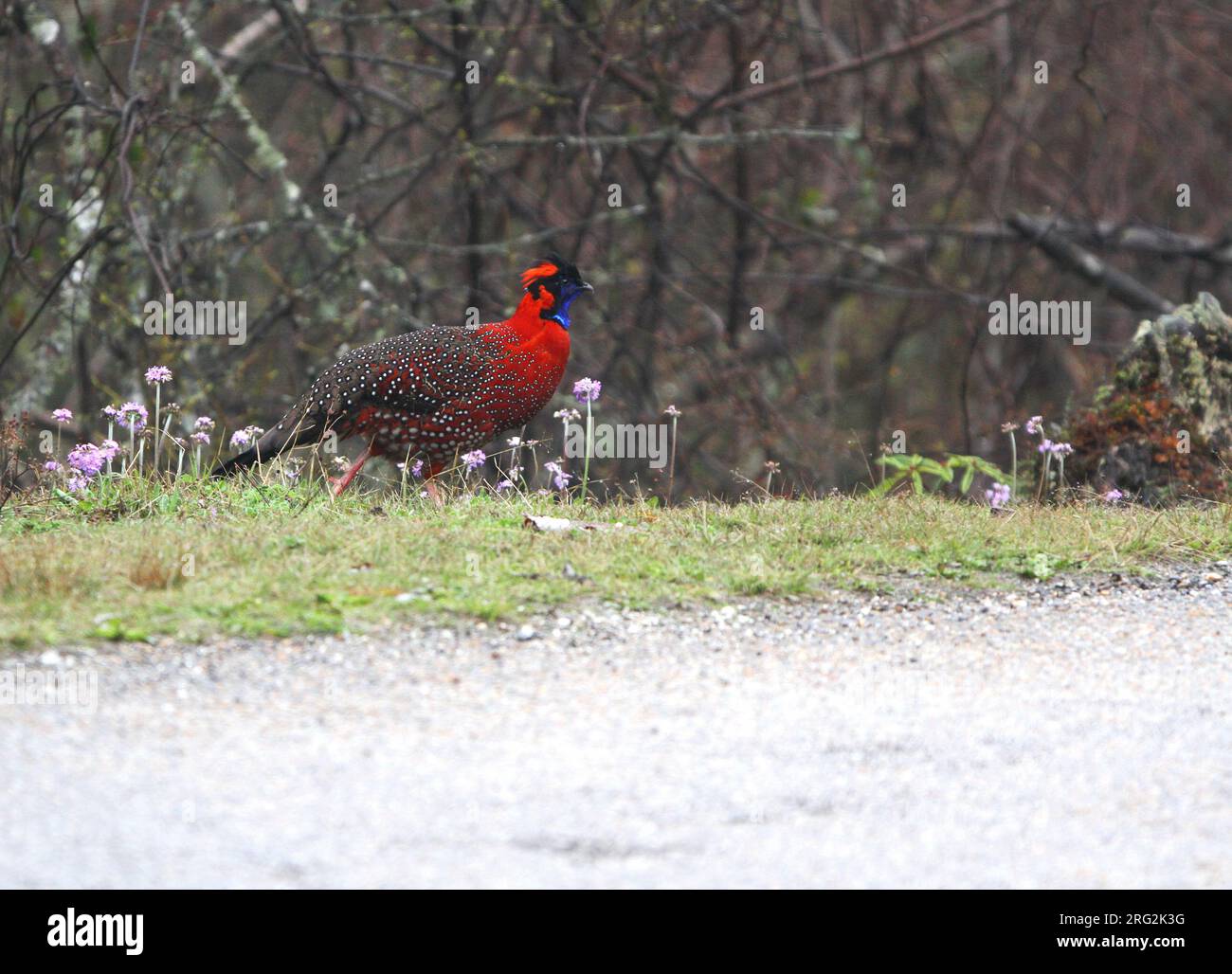 Male Satyr Tragopan (Tragopan satyra) crossing a road in Himalayan Bhutan. Also also known as the Crimson Horned Pheasant. Stock Photo