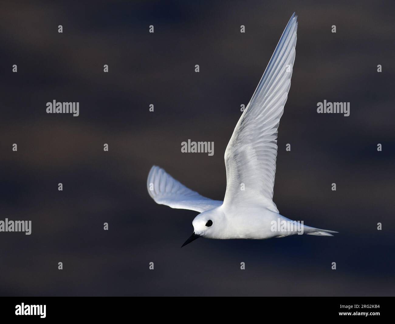 White Tern (Gygis alba) in flight in front of Boatswain Island off Ascension island in the central Atlantic Ocean. Stock Photo