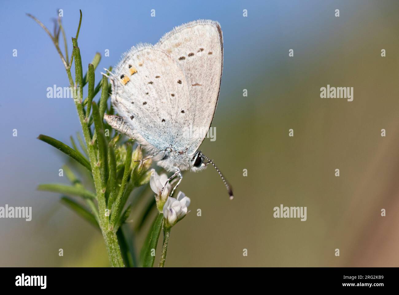 Short-tailed Blue, Cupido argiades, in Bulgaria. Stock Photo
