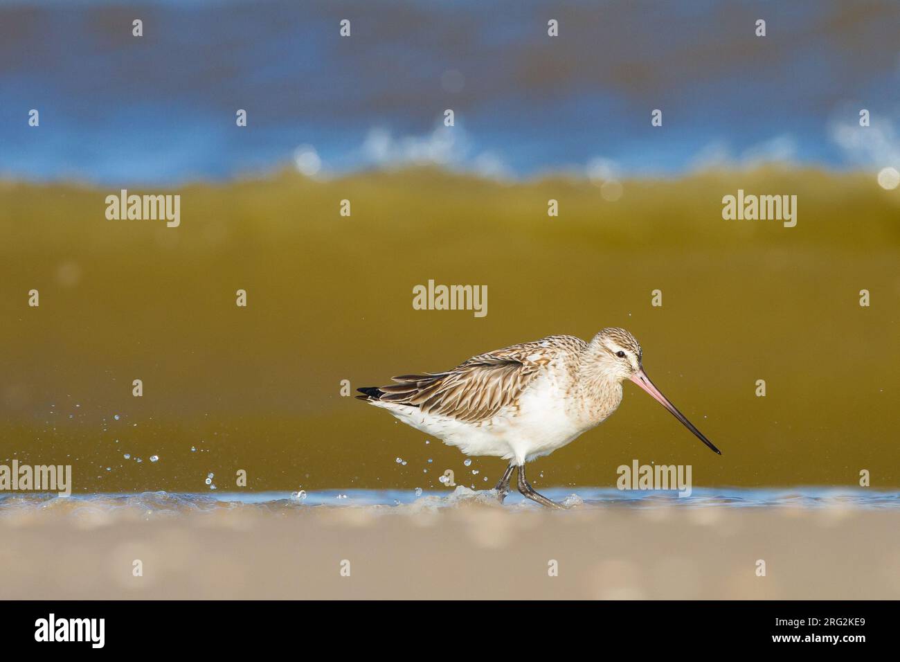 Spring Bar-tailed Godwit (Limosa lapponica) foraging on the beach of Katwijk, Netherlands. With wave crushing at the shore in the background. Stock Photo