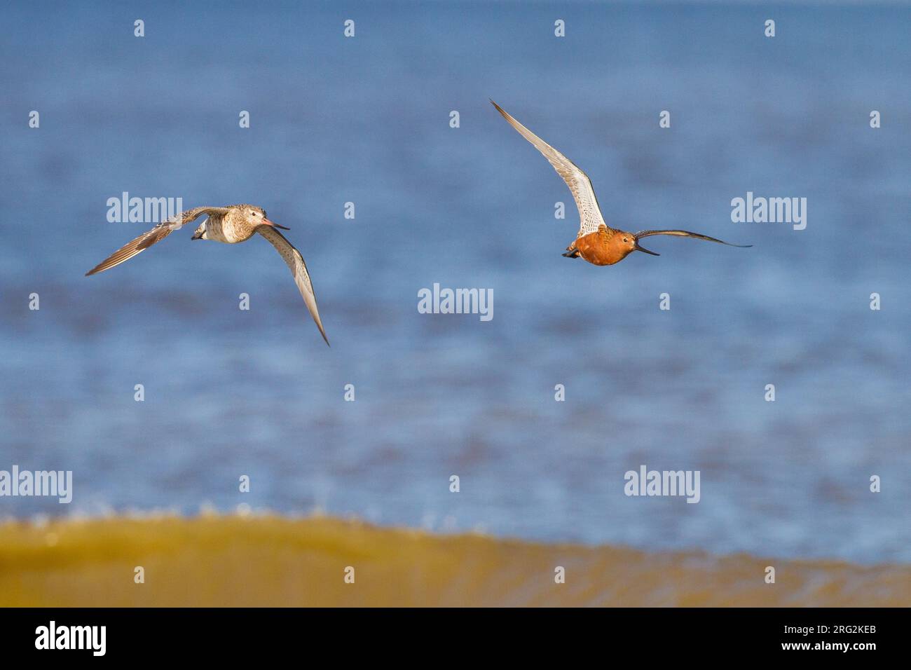 Spring Bar-tailed Godwit (Limosa lapponica) at the beach of Katwijk, Netherlands. Stock Photo
