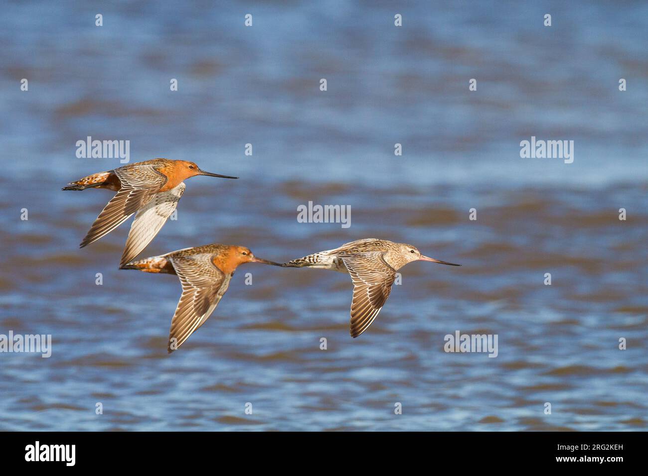 Spring Bar-tailed Godwit (Limosa lapponica) at the beach of Katwijk, Netherlands. Stock Photo