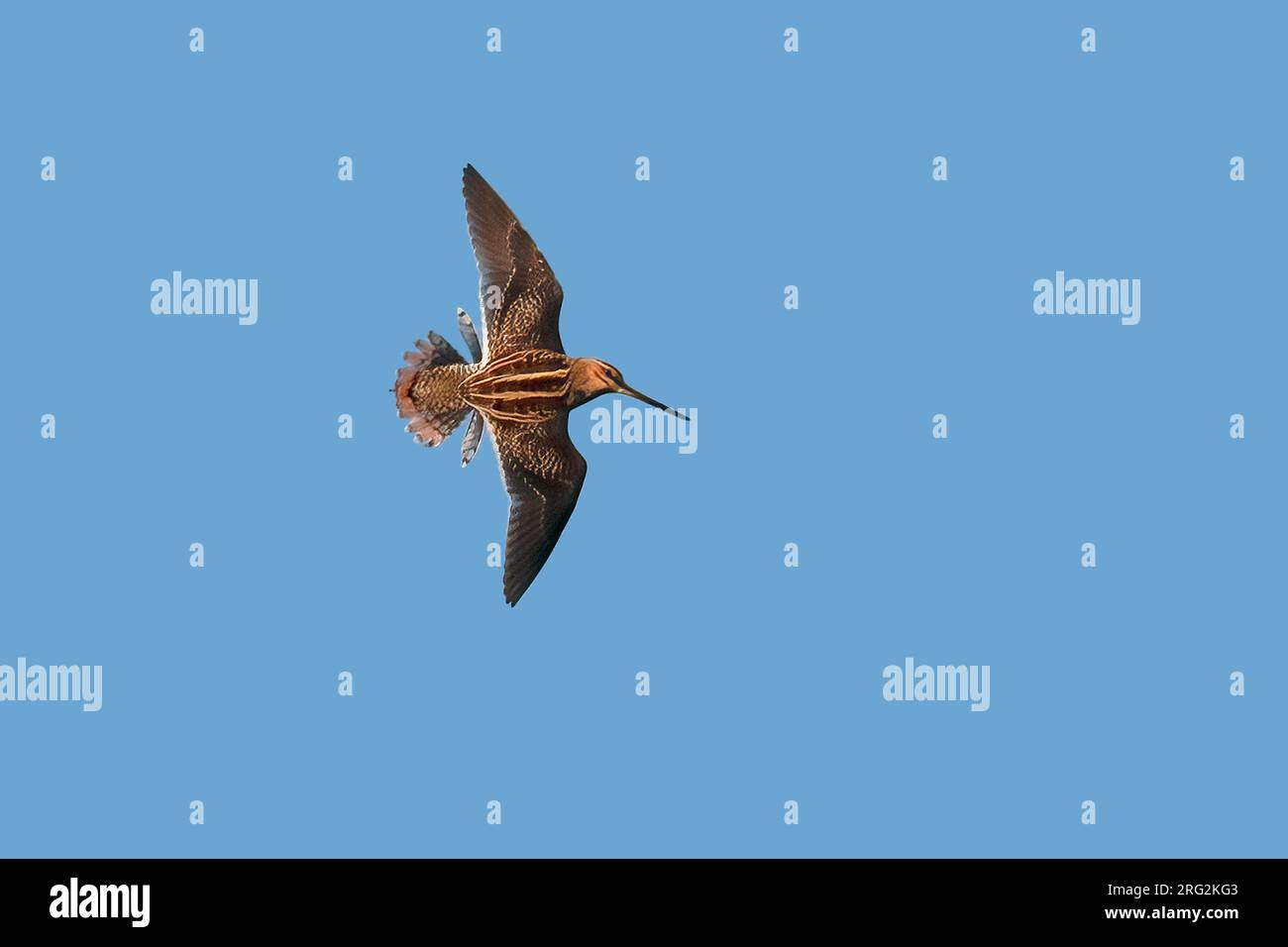 Common Snipe (Gallinago gallinago) in display flight against blue sky ...