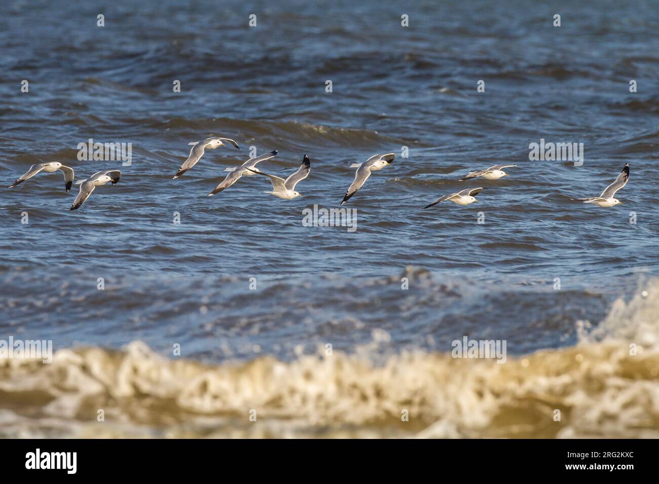 Stormmeeuw, Common Gull, Larus canus flock of adult and first summer on migration over sea surf Stock Photo