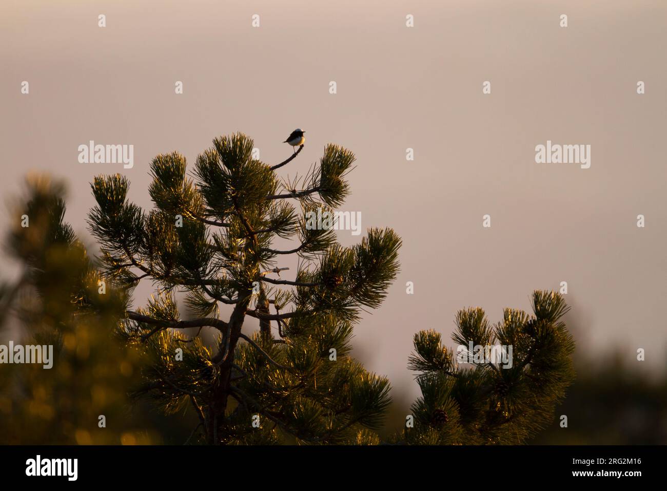 Cyprus Wheatear Zypernsteinschmätzer Oenanthe cypriaca, Cyprus