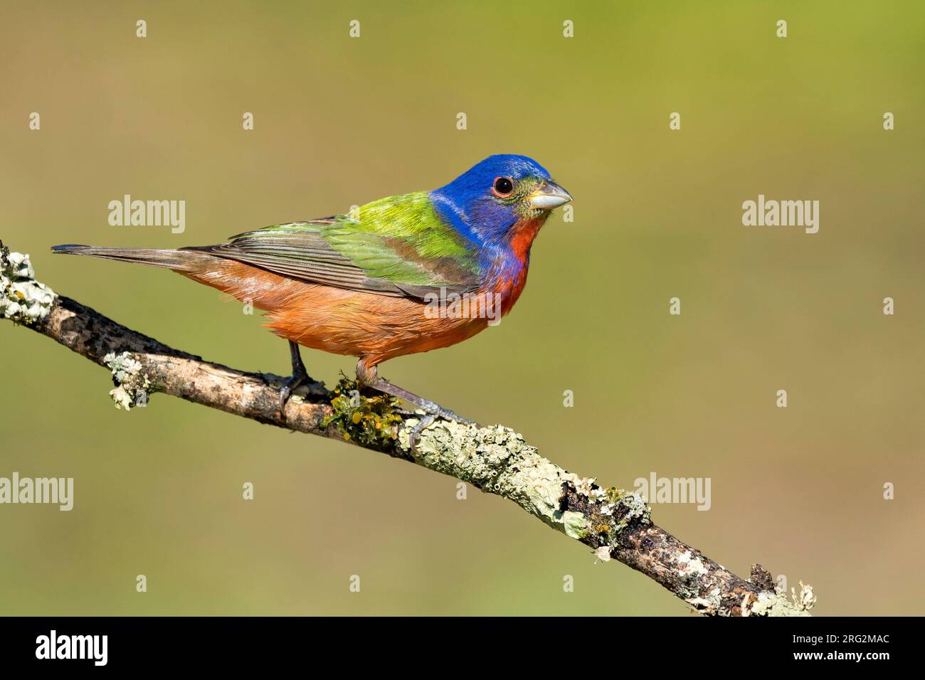 Adult male Painted Bunting (Passerina ciris) perched on a branch in Galveston County, Texas