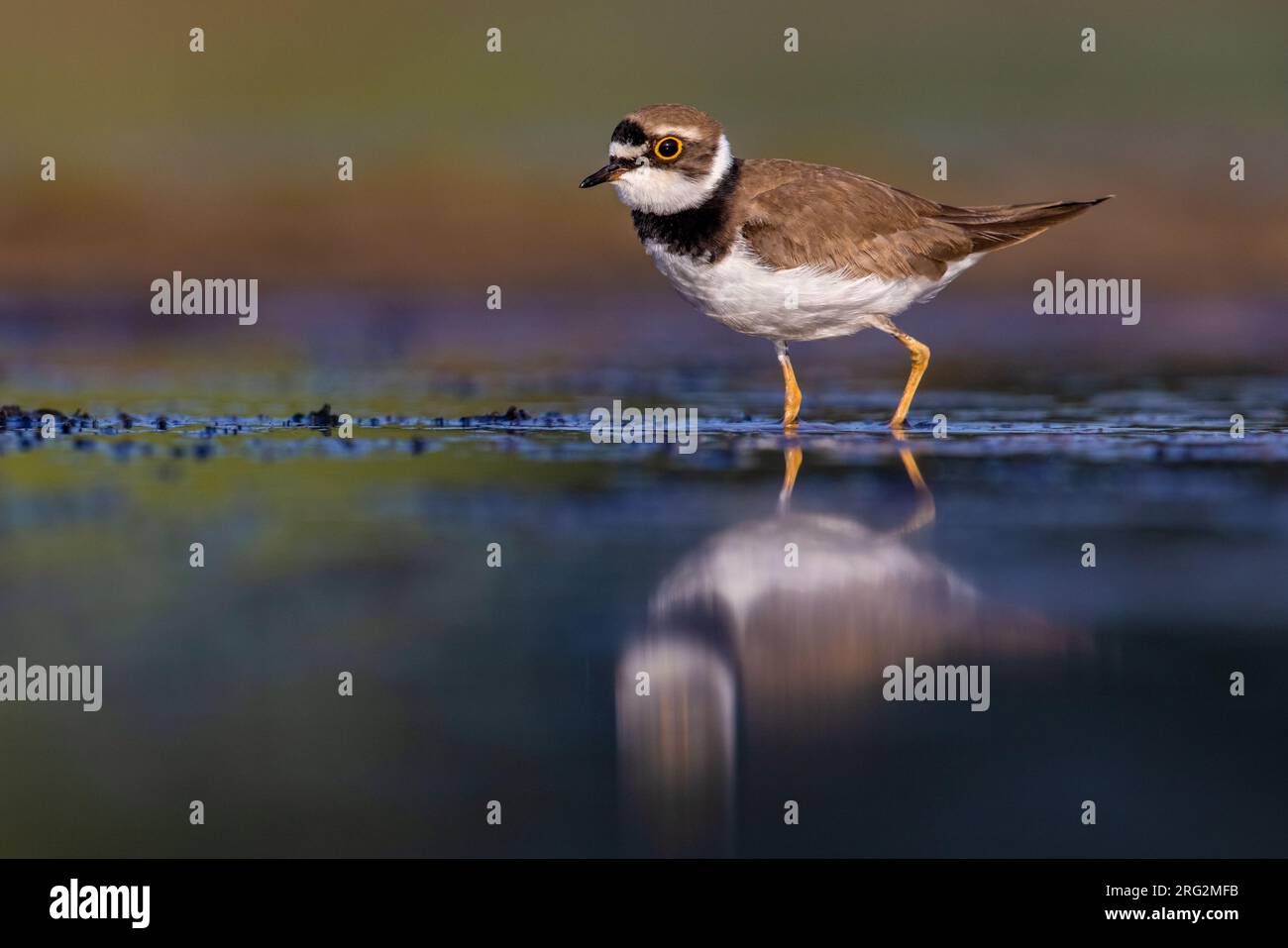 Little Ringed Plover, Charadrius dubius, in Italy. Stock Photo