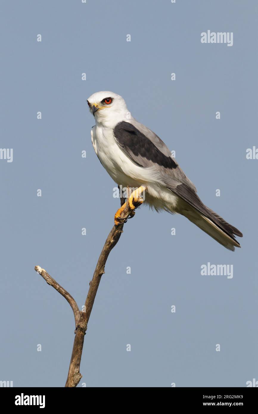 Adult Whitetailed Kite (Elanus leucurus) perched in a tree at Galveston County, Texas, USA