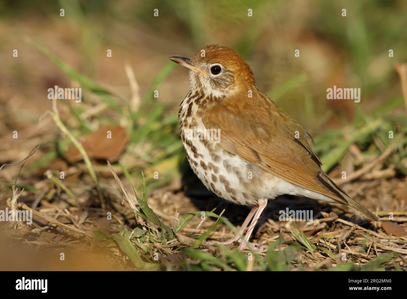 Adult Wood Thrush (Hylocichla mustelina) during spring migration at Galveston County, Texas, USA. Stock Photo