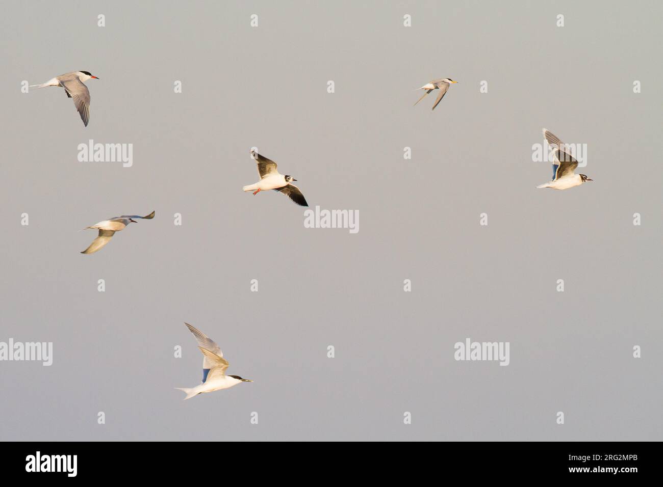 Mixed flock of migrating Little Gull, Hydrocoloeus minutus, Little Tern, Common Tern, Sandwich Tern Stock Photo
